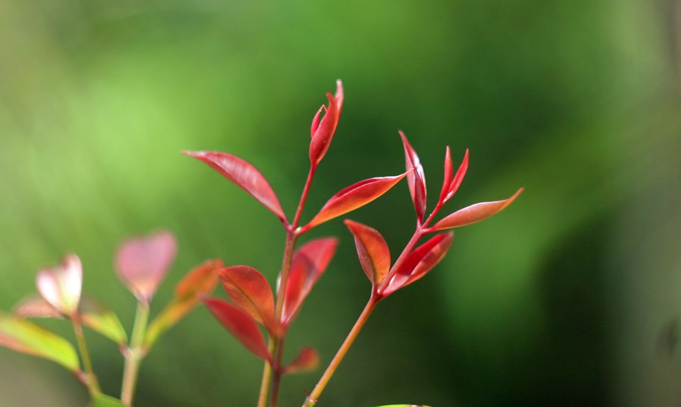  Lộc non (Bài đọc hiểu tiếng Việt lớp 4 - đề số 40)